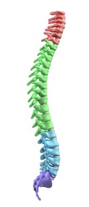 Colored-spine1